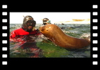 Snorkeling és Búvárkodás Oroszlánfókákkal!